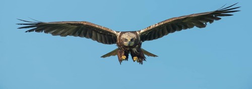 Western Marsh Harrier (Circus aeruginosus) female flying, Schleswig-Holstein, Germany
