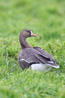 White-fronted goose (Anser albifrons), standing in a meadow in the wintering area, wildlife,