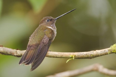 Brown Inca (Coeligena wilsoni), Ecuador