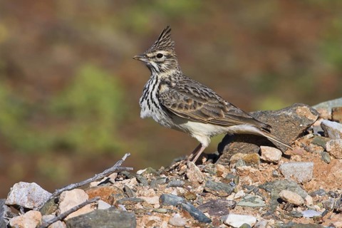 Thekla Lark (Galerida theklae), Morocco