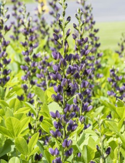 Dyer's pod (Baptisia 'Indigo Spires'), Anchers Havecenter, Zeeland, Michigan, United States of