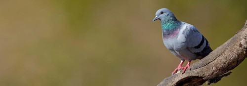 Rock Pigeon, Rock Dove, Rock Pigeon, Feral Rock Pigeon, (Columba livi), Pigeon biset, Paloma