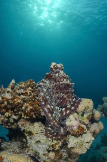 Big blue octopus (Octopus cyaneus Octopus cyanea)
