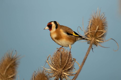 European goldfinch (Carduelis carduelis) adult bird on a Teasel (Dipsacus fullonum) seedhead in