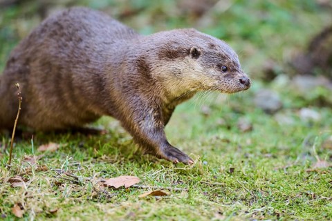 Eurasian otter (Lutra lutra) on a meadow in the bavarian forest, Bavaria, Germany