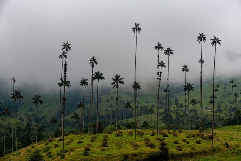 Wax palms largest palms in the world, Cocora valley, Unesco site coffee cultural landscape,