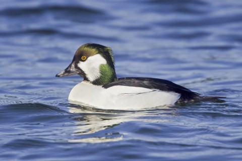 Hybrid: Common Goldeneye x Bufflehead (Bucephala clangula x Bucephala albeola), British Columbia,