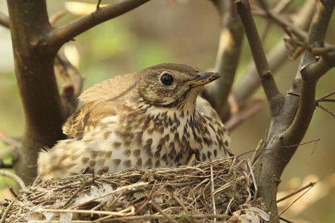 Song Thrush (Turdus philomelos) chick, Lower Saxony, Germany