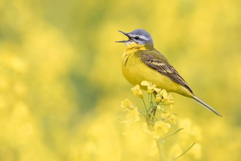 Western Yellow Wagtail (Motacilla flava) singing in a rape field, Poland