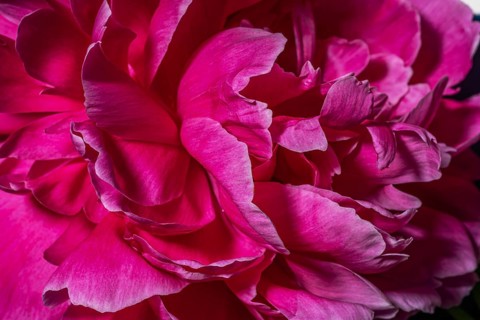 Experience the serene beauty of vibrant pink peony petals in full bloom, captured in exquisite