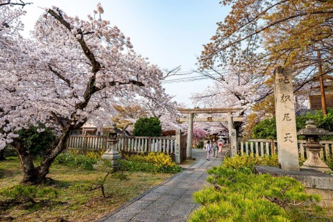 Torii and Hoden-ji temples, Japanese cherry blossom, Kyoto, Japan