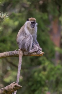 One grivet (Chlorocebus aethiops) sitting on the branch of a tree. Green vegetation in the