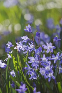 Charming Scilla, March, Germany