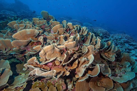 Large colony of goblet coral (Turbinaria mesenterina) Lettuce coral disc coral, Pacific Ocean, Yap