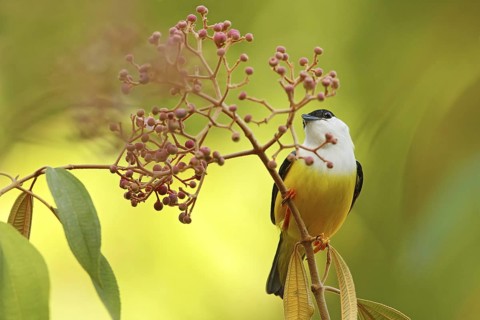 White-collared Manakin, Manacus candei, rare bizar bird, Nelize, Central America. Forest bird,