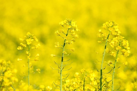 Close-up of several rape blossoms standing on a yellow background, Baden-Württemberg, Germany