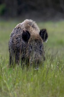 The wild boar's (Sus scrofa) gaze reveals that it has already noticed me, late spring, early