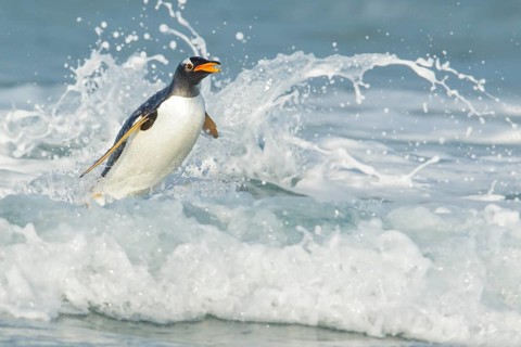 Gentoo Penguin (Pygoscelis papua) returning to land through the waves in the Falkland Islands