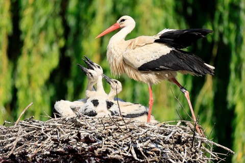 White stork (Ciconia ciconia), adult, juvenile, chick, nest, family, Heidelberg, Germany