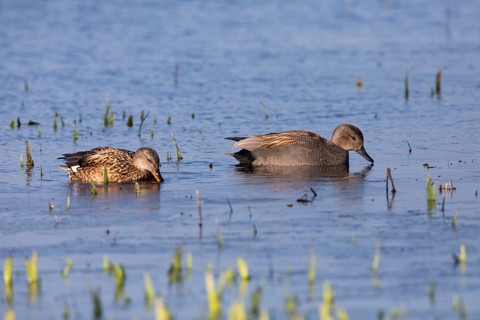Gadwall, (Anas strepera), Mareca strepera, two ducks, male and female, feeding on lake, island of