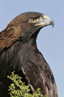 Golden Eagle (Aquila chrysaetos), Utah, USA