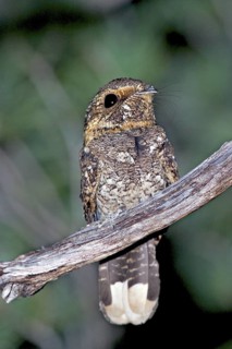 Mexican Whip-poor-will Antrostomus arizonae Chiricahua Mountains, Cochise County, Arizona, United