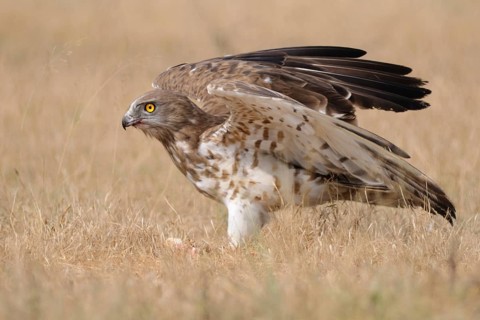 Short-toed Snake Eagle (Circaetus gallicus), India