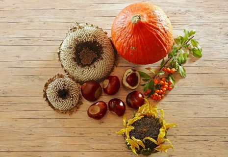 Autumn still life with pumpkin, sunflowers, chestnuts, October, Germany