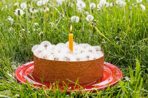 Pustekuchen, cake plate with cake ring, dandelions and candle in a meadow, visualisation of an