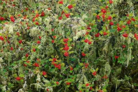 A network of red rowan berries and thick moss stretches across the picture, surrounded by green