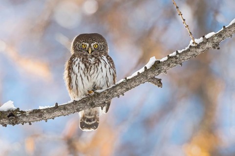 Eurasian Pygmy Owl (Glaucidium passerinum) perched on a snowy branch, Aosta Valley, Italy