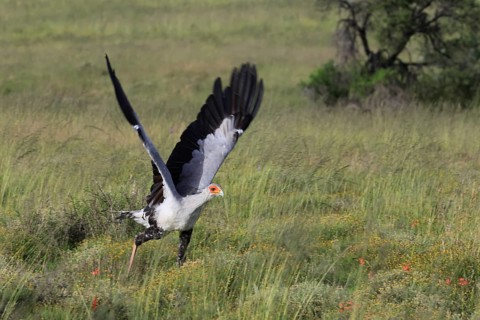 Secretary (Sagittarius serpentarius), adult, hunting, foraging, soaring, Mountain Zebra National
