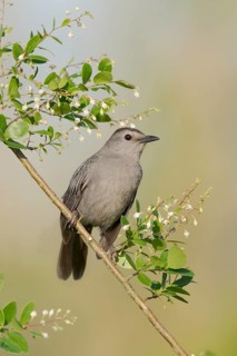Grey Catbird (Dumetella carolinensis) perched on a branch, Texas, USA