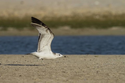 Pallas's Gull (Ichthyaetus ichthyaetus), Oman