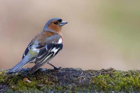 Common Chaffinch (Fringilla coelebs) male, Lower Saxony, Germany