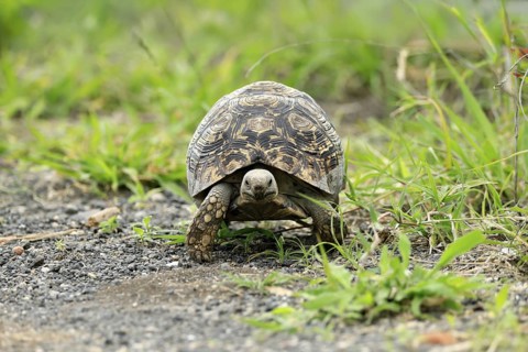 Panther tortoise (Stigmochelys pardalis), adult, running, foraging, Kruger, Kruger National Park,