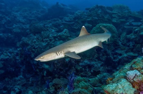 Whitetip reef shark (Triaenodon obesus) Predatory fish swimming over coral reef, Pacific Ocean