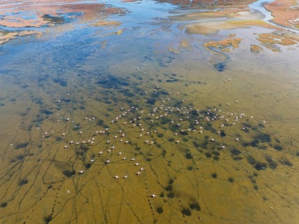 Greater Flamingos (Phoenicopterus ruber) at the wetlands of the Walvis Bay lagoon. Aerial view.