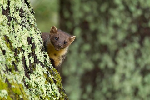 European pine marten (Martes martes) adult animal on a tree trunk in a woodland in summer,