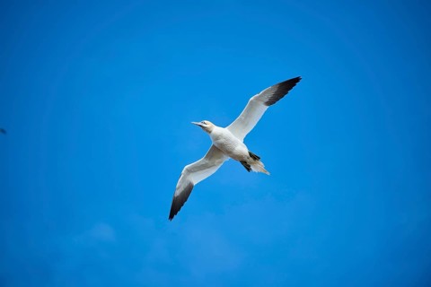 Northern gannet (Morus bassanus) flying in the sky, wildlife, Helgoland, Germany
