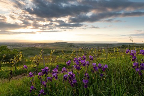 Purple irises (Iris) blooming in a vineyard at sunset. View from Mondhalde towards the Rhine Valley