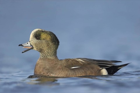 American Wigeon (Mareca americana) male, British Columbia, Canada