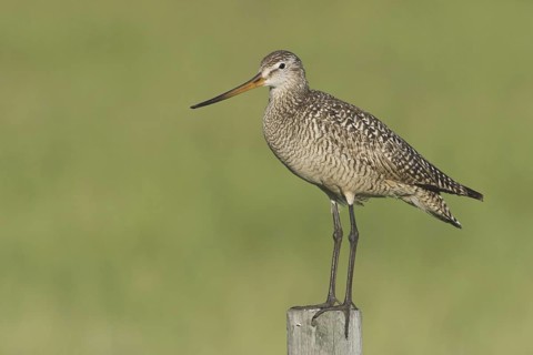 Marbled Godwit (Limosa fedoa), Canada