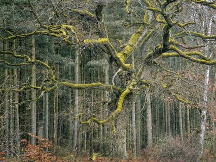 An oak overgrown with moss, Müritz National Park, Mecklenburg-Western Pomerania, Germany