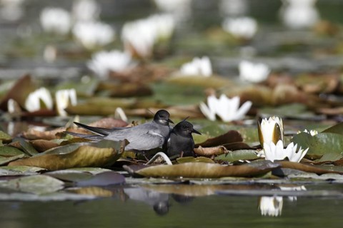 Black Tern (Chlidonias niger) pair, Mecklenburg-Western Pomerania, Germany