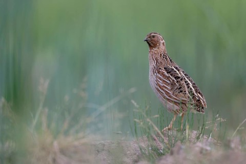 Common Quail (Coturnix coturnix), Saxony, Germany