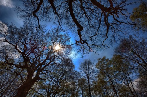Primeval forest Urwald Sababurg, Hofgeismar, Weser Uplands, Weserbergland, Hesse, Germany