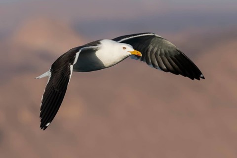 Lesser Black-backed Gull (Larus fuscus) flying, Eilat, Israel