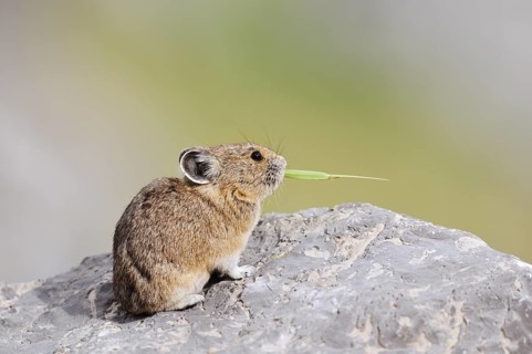 American pika (Ochotona princeps) sitting on a rock and eating blades of grass, Jasper National
