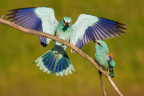 European Roller (Coracias garrulus) pair, male approaching with a beetle as bridal gift in his